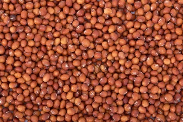 Pigeon Pea